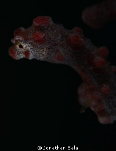 Pigmy Sea-Horse, portrait by Jonathan Sala 